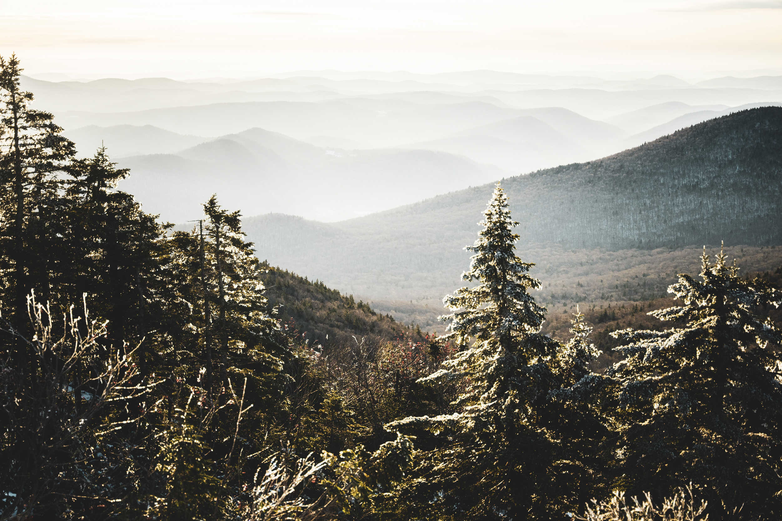 Image of a forest